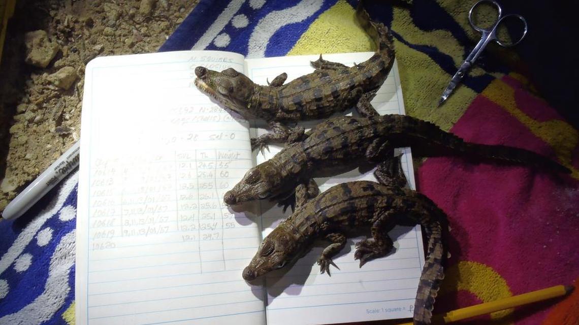 
These baby American crocodiles, the first ever documented hatching on Virginia Key, were measured and tagged by biologists from the University of Florida and a team from the Patricia and Phillip Frost Museum of Science in July.
