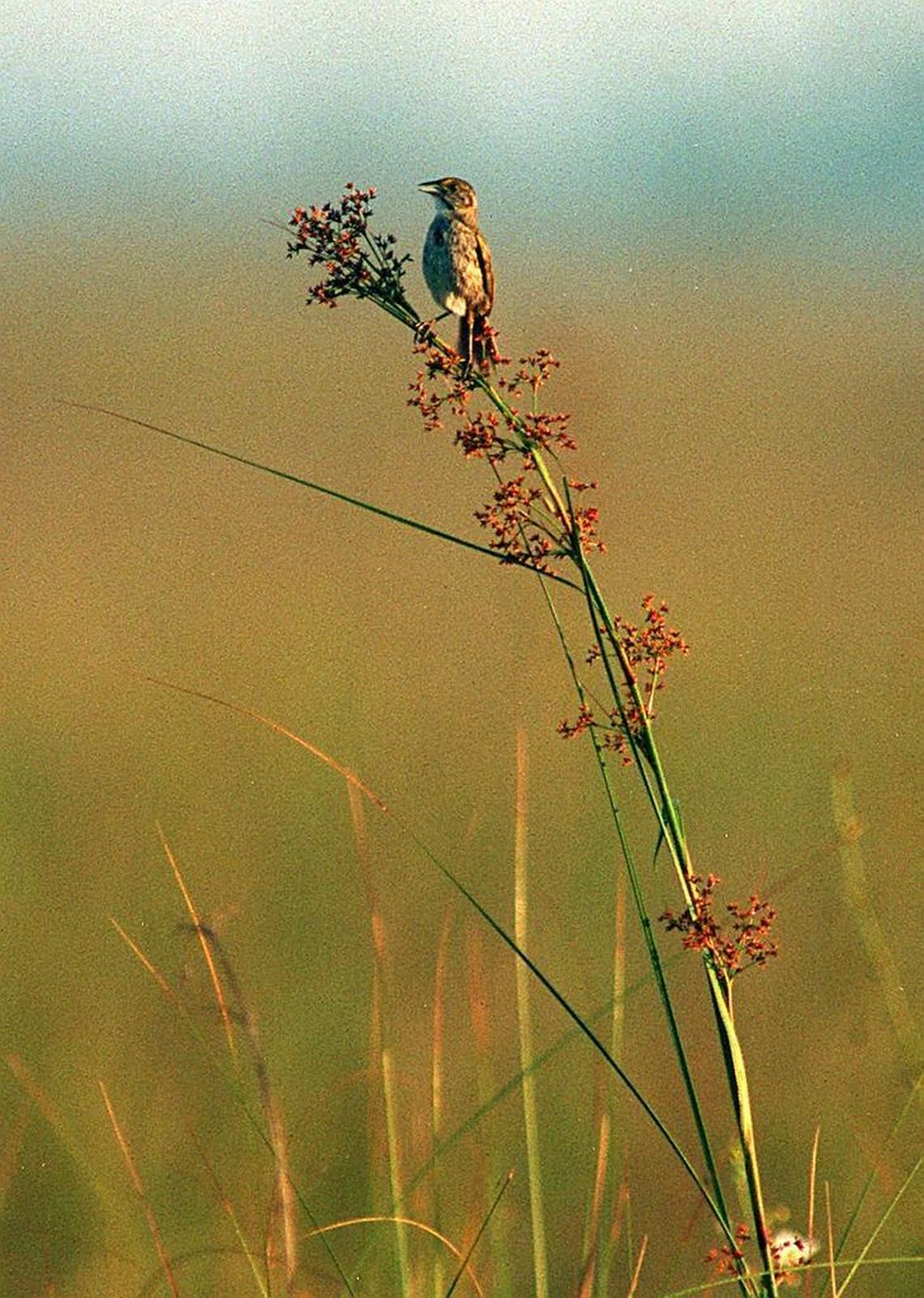 The Cape Sable seaside sparrow nearly disappeared after its Everglades habitat was drained and flooded by the U.S. Army Corps of Engineers’ flood control efforts decades ago.