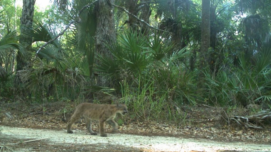 A trail camera shot this picture of a female Florida panther kitten north of the Caloosahatchee River earlier this month.