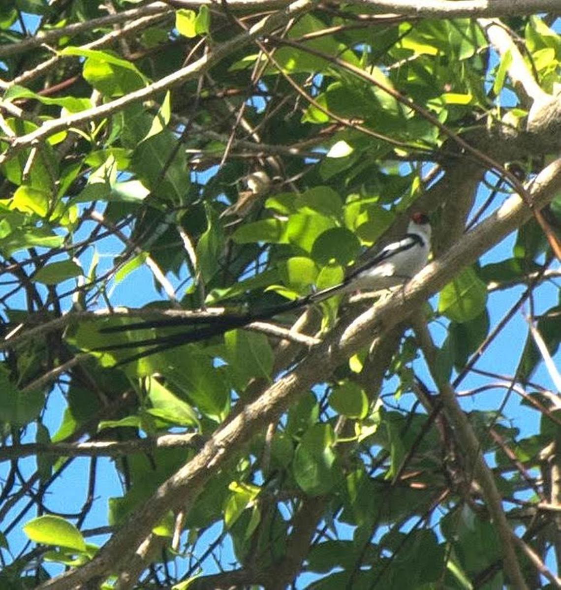 A week after Hurricane Irma hit South Florida, naturalist and author Roger Hammer spotted their African pin-tailed whydah in his Redland yard.