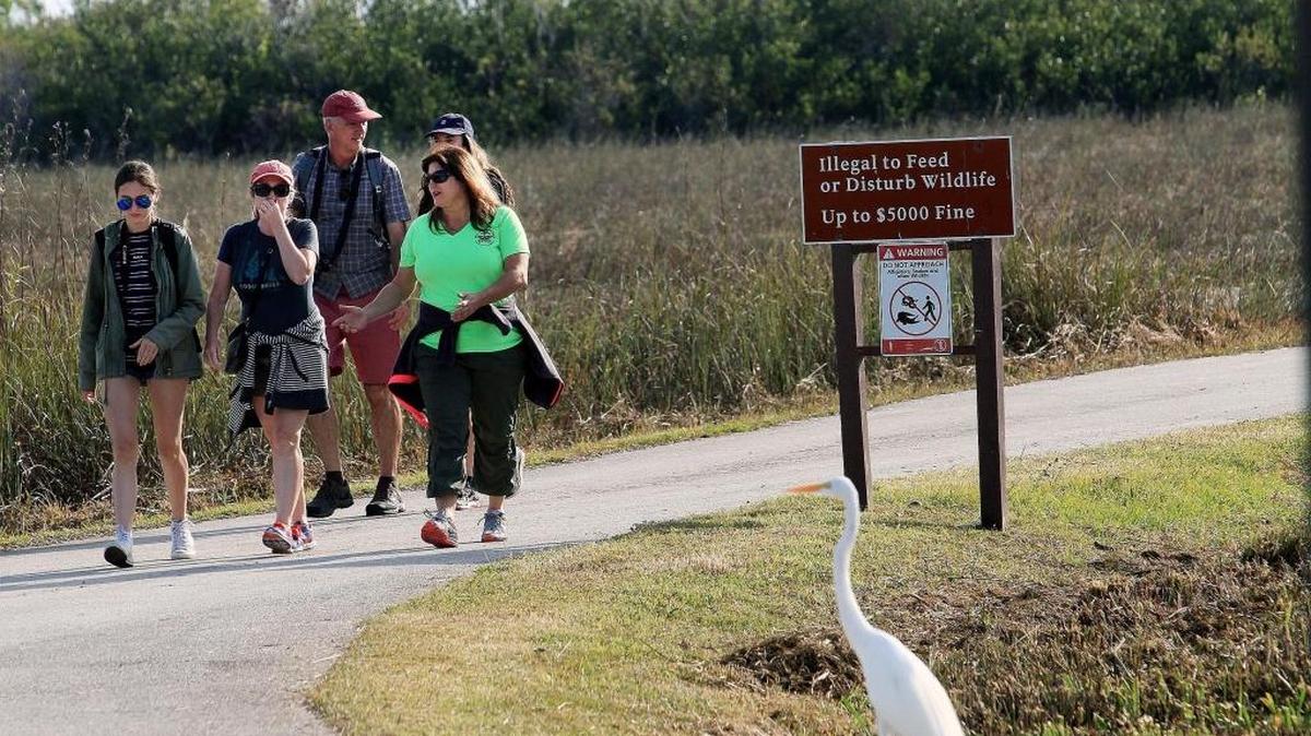 Park guide Stacy Wolfe and a group of tourists from Australia walk along a trail in Shark Valley on Saturday, Dec. 16, 2017. Shark Valley, in Everglades National Park, reopened Saturday to the public after being closed for three months by the effects of Hurricane Irma.
