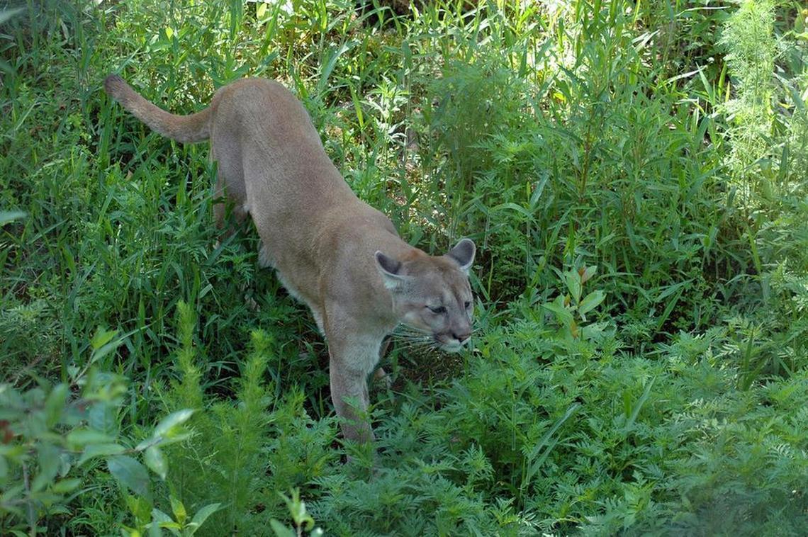An adult Florida panther in the brush.