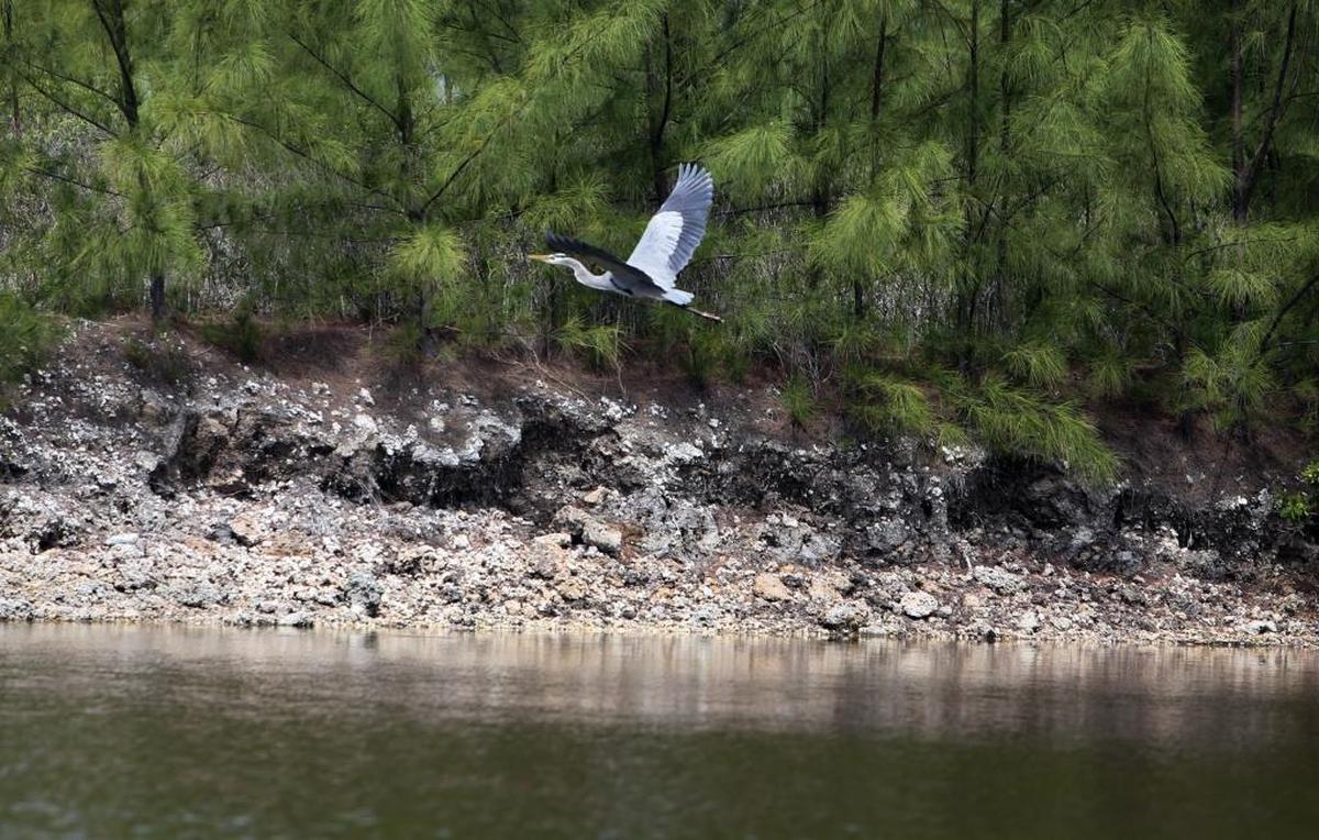 A Great Blue Heron flies over cooling canals at Turkey Point that cover about 5,900 acres and help run two aging reactors. In 2014, after the utility uprated the reactors to produce more power, temperatures in the canals increased, making them saltier and worsening an underground saltwater plume threatening nearby drinking water supplies.