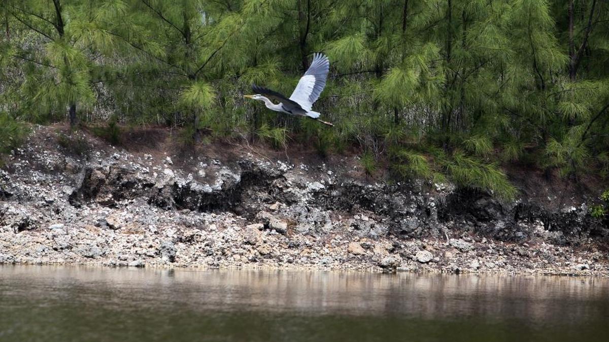 A Great Blue Heron flies over cooling canals at Turkey Point that cover about 5,900 acres and help run two aging reactors. In 2014, after the utility uprated the reactors to produce more power, temperatures in the canals increased, making them saltier and worsening an underground saltwater plume threatening nearby drinking water supplies.
