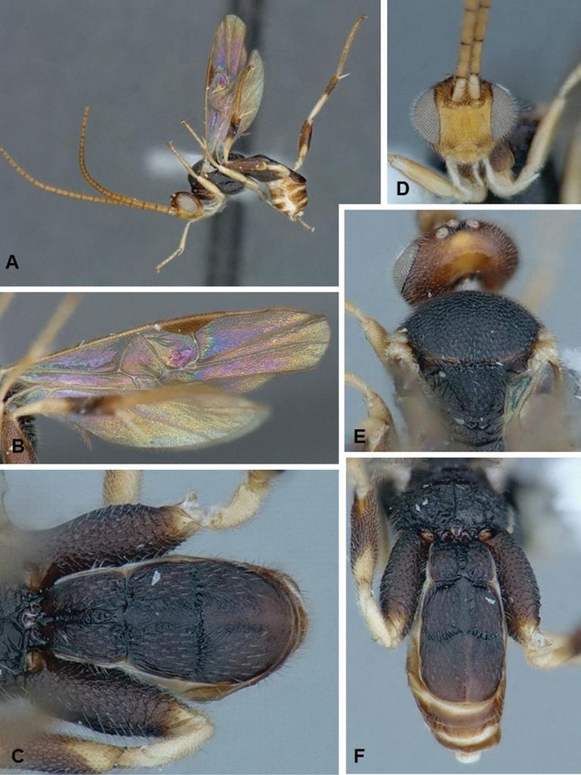 The Miami wasp is among the four new Florida wasps identified in a study published Thursday. The tiny parasitic wasps are important pollinators and help control pests like caterpillars.