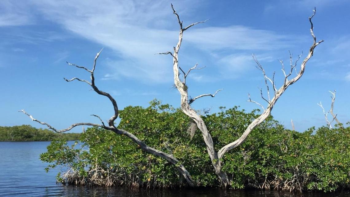 Scientists say mangroves, like this one in Hell’s Bay in Everglades National Park, can help combat climate change by storing carbon. They put the value of that storage in the park alone at between $2 billion to $3.4 billion.