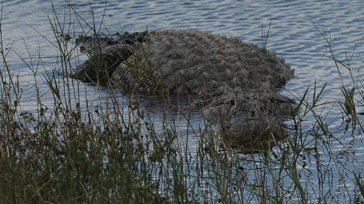 Of the more than 87,000 alligators hunted from 2000 to 2015 across Florida, 540 were nabbed in Manatee and Sarasota counties, according to data from the Florida Fish and Wildlife Conservation Commission.