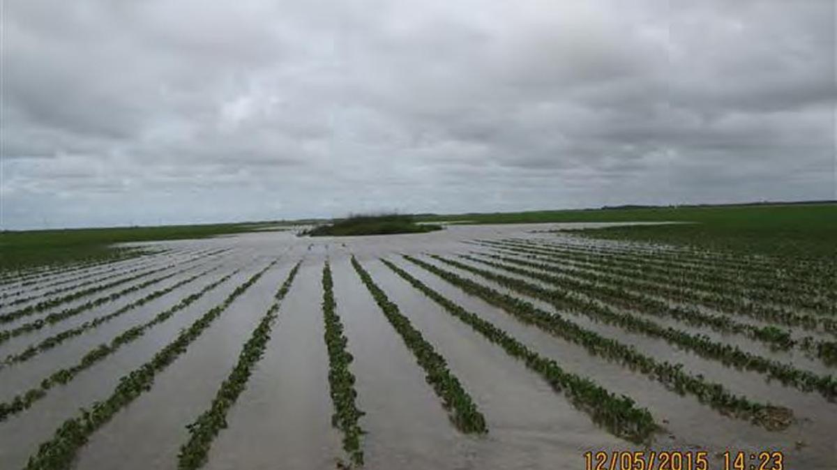 A tomato field adjacent to the C-111 canal in South Miami-Dade flooded last Saturday as rain soaked the region.
