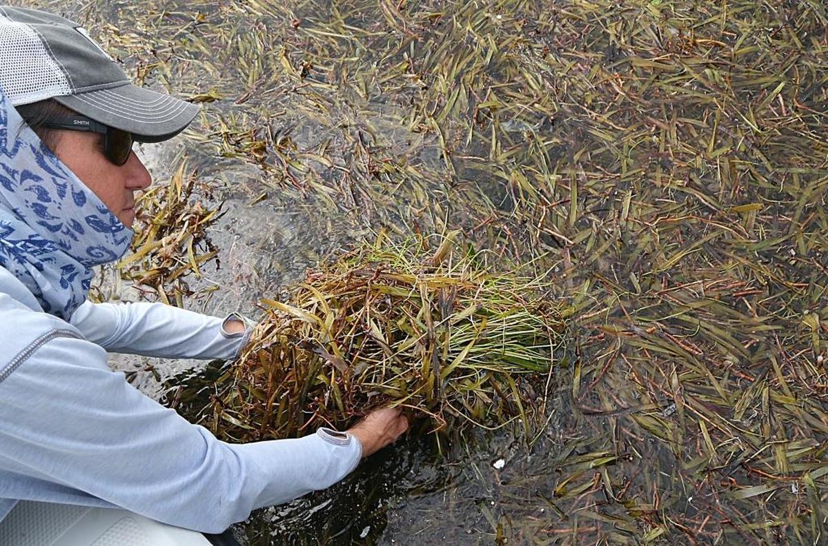 Fishing guide and Audubon Florida Everglades research manager Pete Frezza visted Florida Bay at the end of September and found large rafts of dead seagrass. This week, he discovered algae blooms covering much of the Central Bay.