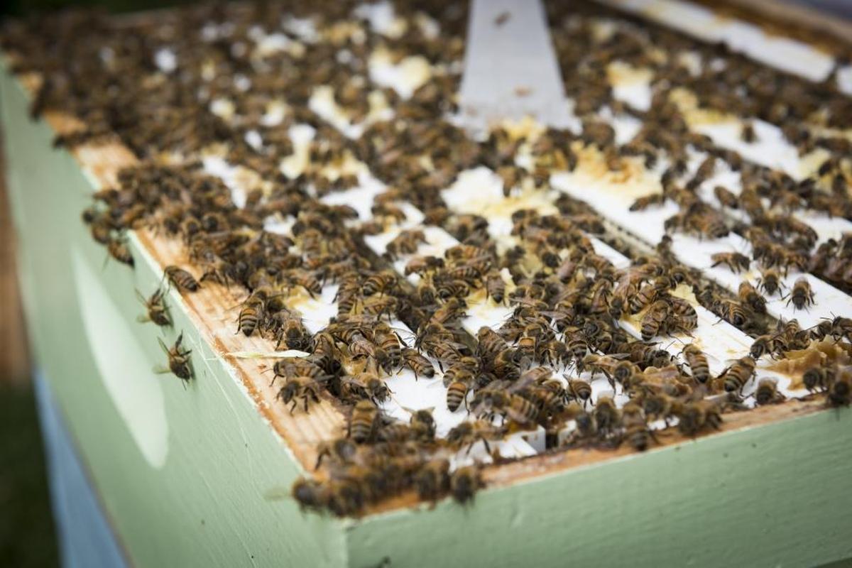 Bee boxes like this one in Homestead in 2017 are used to hold hives that produce honey and are placed in fields to pollinate crops.