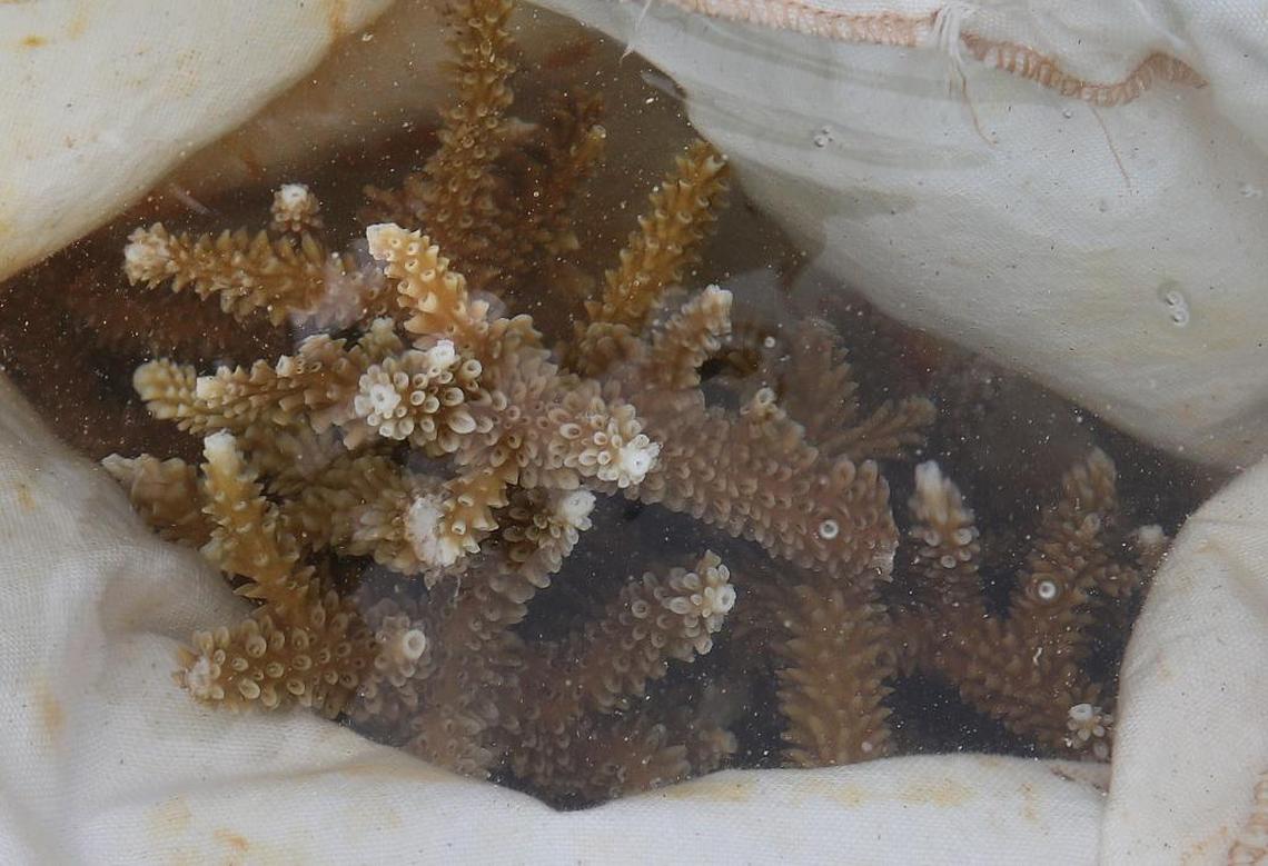 Staghorn coral were selected for the project because they regrow quickly and over the years have disappeared in large numbers from the Florida reef tract. Their branching arms also provide good habitat for small fish and other marine life. These coral were clipped from a Rosentiel School of Marine and Atmospheric Science nursery and were replanted off Key Biscayne earlier this month.