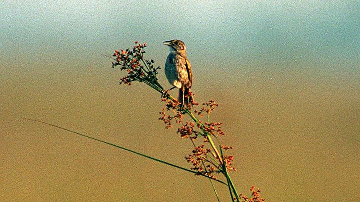 
The Center for Biological Diversity sued the U.S. Army Corps of Engineers and U.S. Fish and Wildlife Service Thursday, arguing that releasing water down the Shark River Slough was flooding the birds’ habitat. About 300 sparrows remain.
