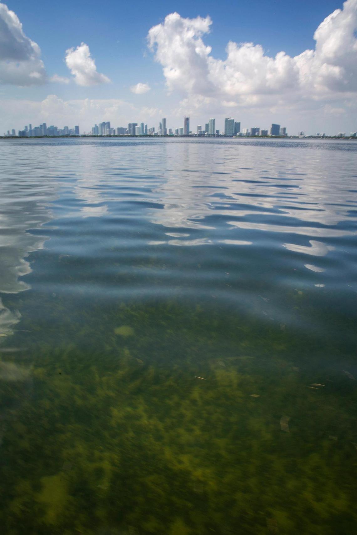 Biscayne Bay is Miami’s backyard playground and what we do on land can impact its water quality.