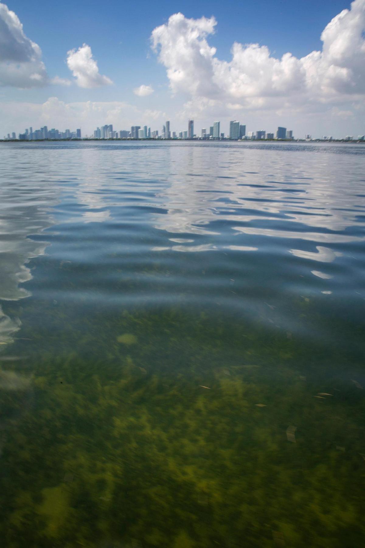 Seagrass plays a crucial role in the health of the bay, producing oxygen through photosynthesis, absorbing nutrients and stabilizing sediments, which helps keep the water clear.