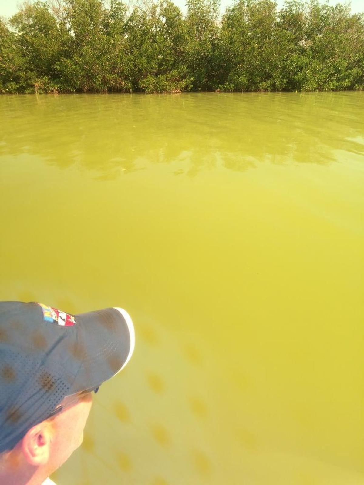 This week, fishing guide and Audubon Florida Everglades research manager Pete Frezza photographed algae in water near Topsy Key in Florida Bay’s Whipray Basin.