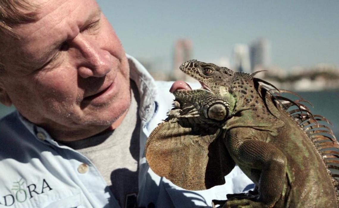 Conservation biologist Joe Wasilewski holds a male green iguana he recently trapped near Turkey Point. The Bahamian National Trust hired Wasilewski to manage an infestation of iguanas on a small island three years ago. So far, he’s trapped nearly 12,000.