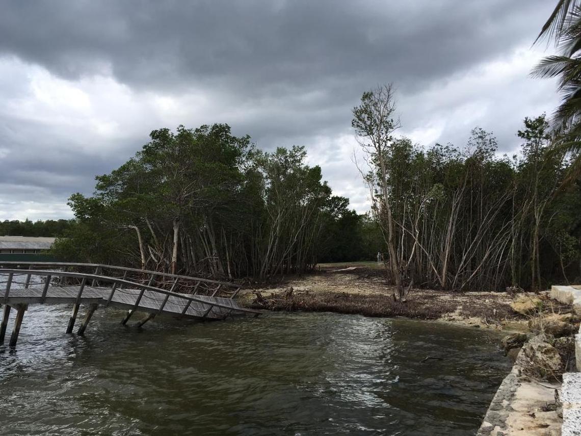 After Hurricane Irma, workers cleared a swath through the mangroves, removing trees and stumps. An attorney for the property owners, who had been cited repeatedly for illegally cutting the trees, said the workers cut only downed trees.