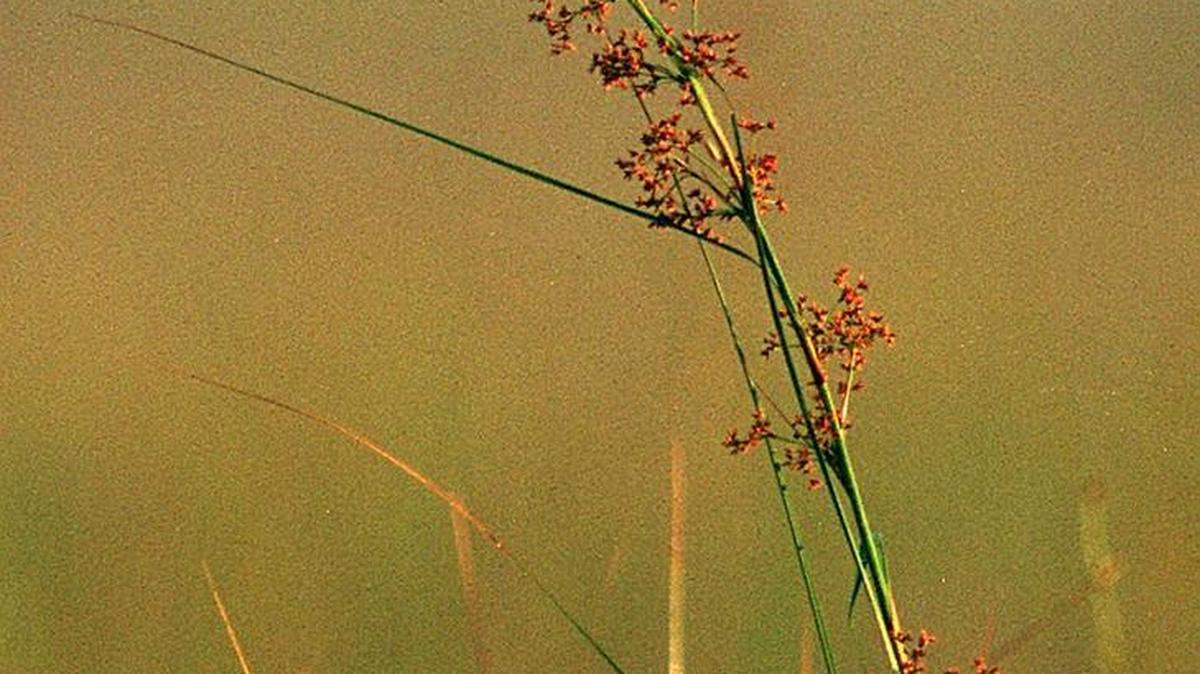 Following a wet winter, the number of endangered Cape Sable seaside sparrow nests plummeted to among the lowest on record. To protect the bird, less water will be moved into western nesting grounds while more water is moved east into Shark River Slough.