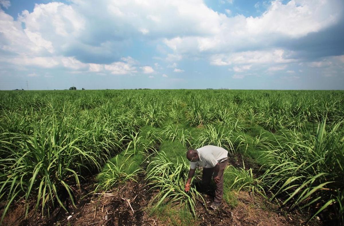 Farmers in Everglades fields reduced pollution by just 27 percent this year, far off the 56 percent average over the last 20 years.
