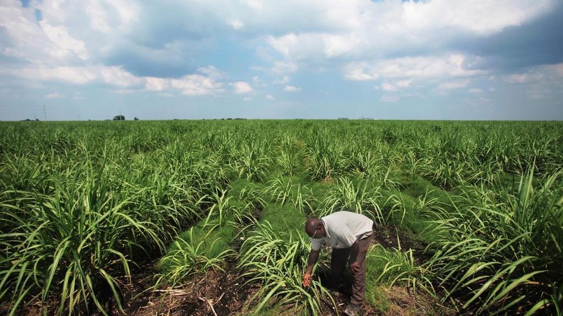 Farmers in Everglades fields reduced pollution by just 27 percent this year, far off the 56 percent average over the last 20 years.