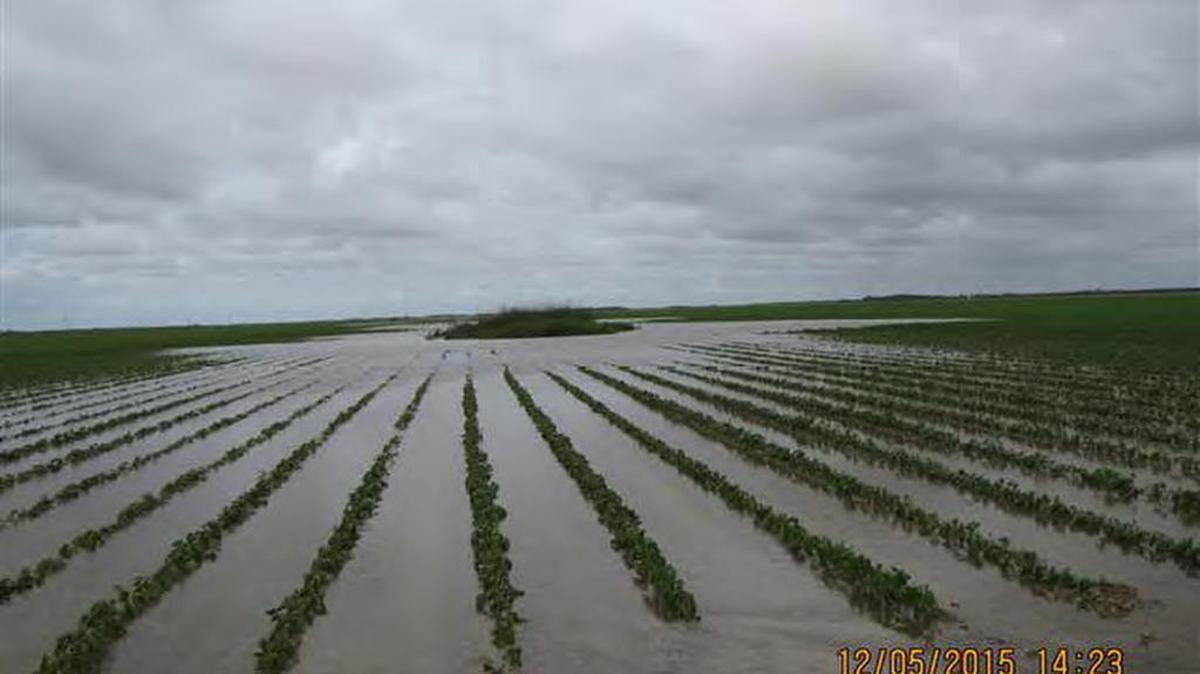 A tomato field adjacent to the C-111 canal in South Miami-Dade flooded Dec. 5 as rain soaked the region.