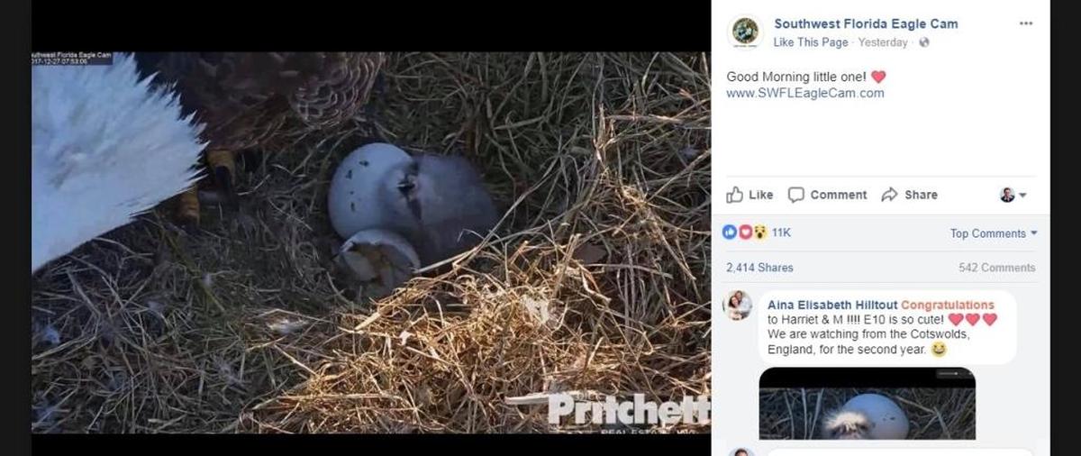 Eaglet E10 is born to eagle parents Harriet and M15 in Fort Myers. Southwest Florida Eagle Cam viewers on the Facebook page can’t get enough of this eagle family.