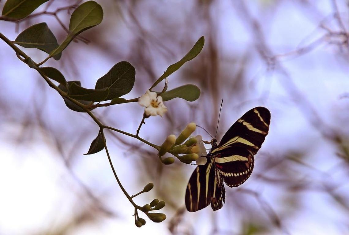Florida butterfly counters spotted a zebra heliconian, or zebra longwing, the state butterfly, in a private garden near the Redland during last month’s butterfly count.