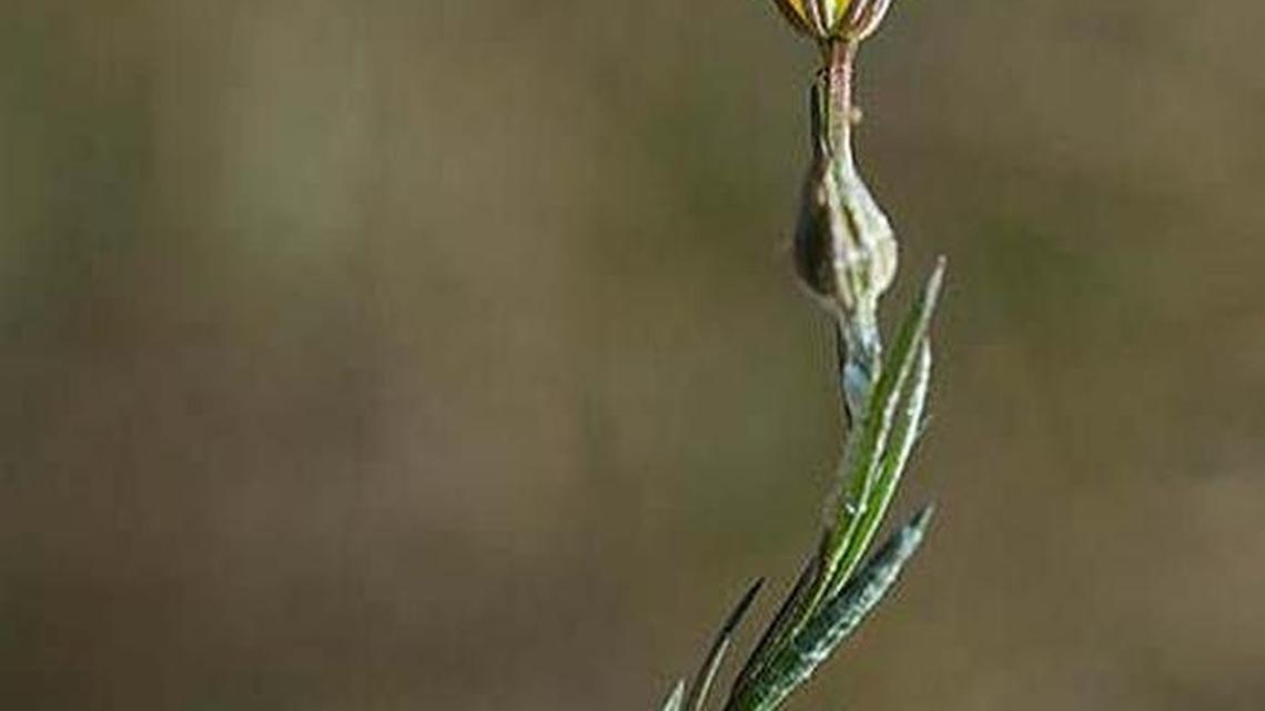 
U.S. wildlife managers will designate critical habitat in seven different areas around Miami-Dade County for the Carter’s small-flowered flax, pictured here, along with the Florida brickell-bush. The two rare plants are found only in pine rockland in the county.

