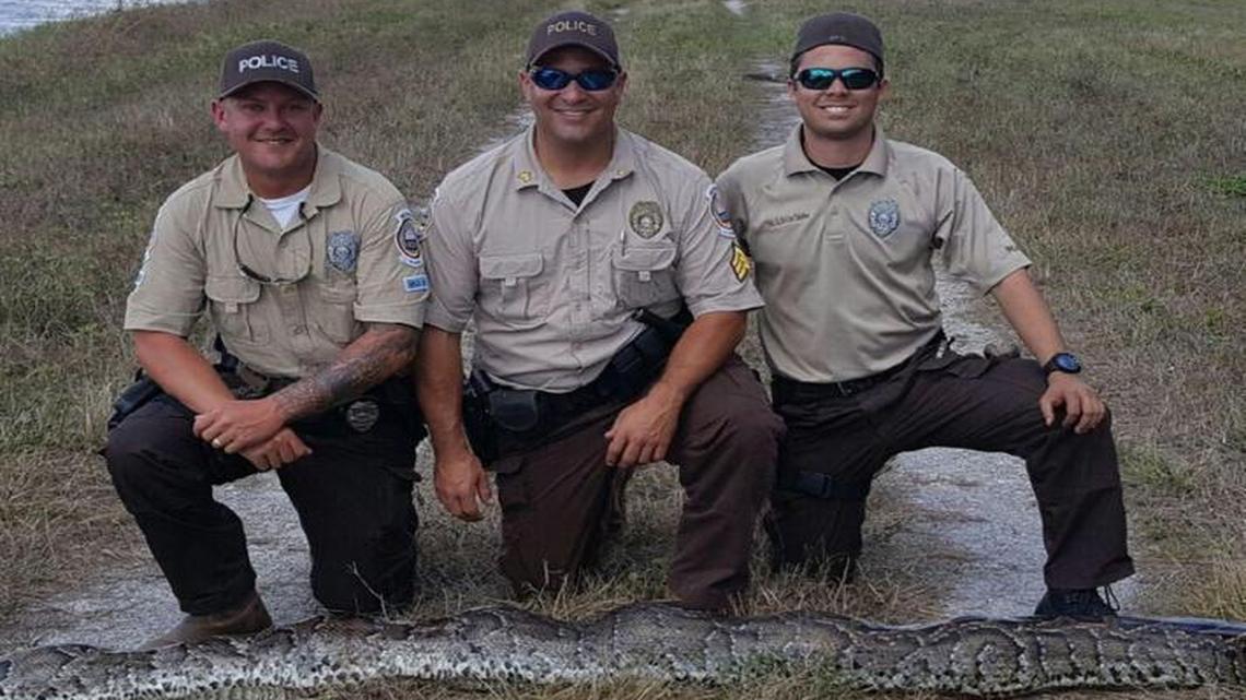 Wildlife officers (left to right) James Bales, Sergio Najera, and Alexis Del Los Santos captured a 15-foot female Burmese python on Monday. The female was breeding with four other males — scientists call it a breeding ball — when the officers found her. They shot the female and two of the males. The other two escaped.