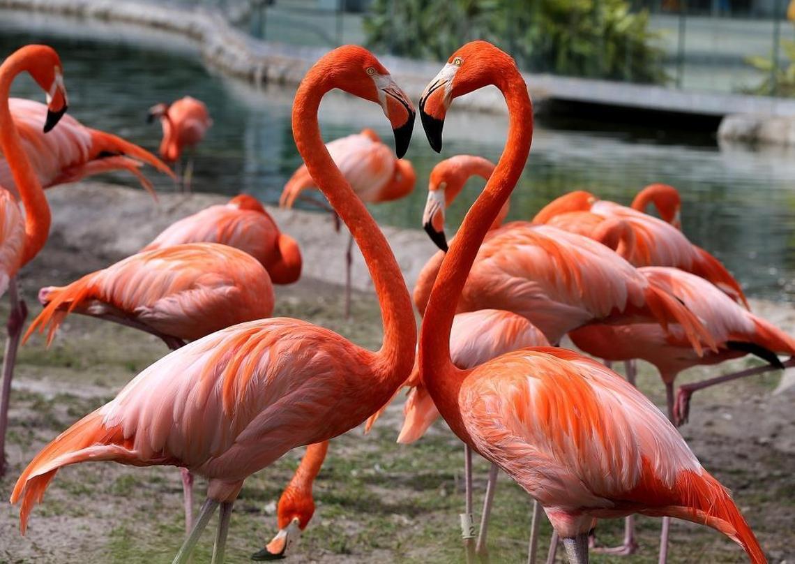 Florida Flamingos at Zoo Miami, where vet Frank Ridgely and biologist Steve Whitfield nursed a rescued wild flamingo back to health. Once released, the bird provided a trove of information about how flamingos live in Florida Bay.