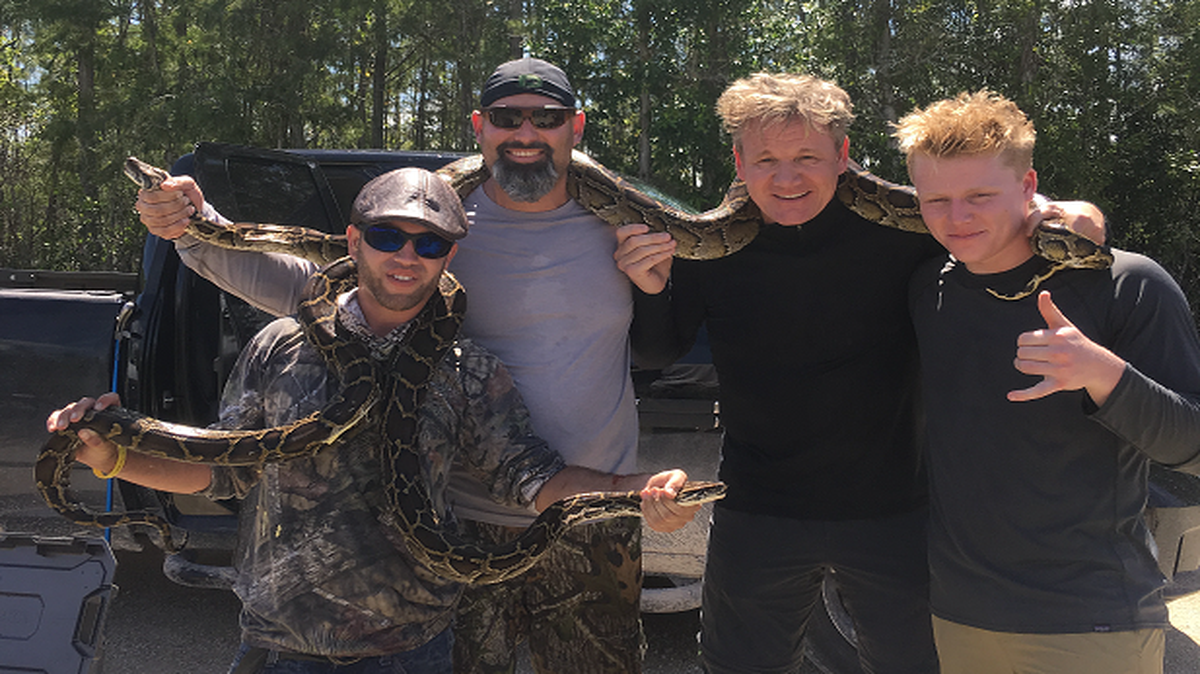 Celebrity Chef Gordon Ramsay and his son Jack, far right, joined South Florida Water Management District python hunter Kyle Penniston on a recent outing in western Miami-Dade County that bagged three snakes.