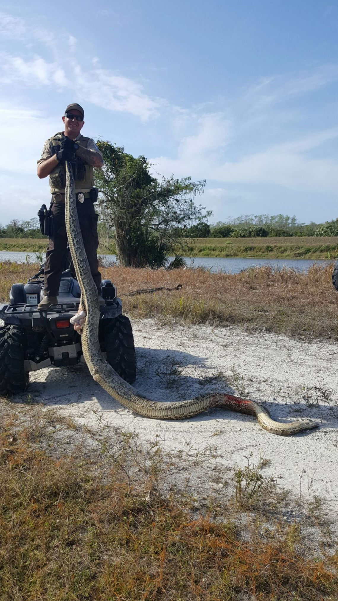 Miccosukee Tribe wildlife officers have also captured snakes, including this 15-foot female, on tribal land. When weather cools, the snakes can often be found sunning on levees in the marshes.