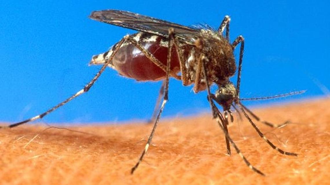 On Friday, the Food and Drug Administration cleared the way for genetically modified mosquitoes by finding a field test in the Florida Keys posed no environmental problems.