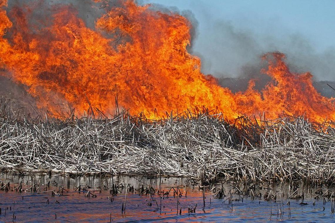 In 2015, the South Florida Water Management District and U.S. Army Corps of Engineers killed and burned between 50 and 100 acres of cattails in Cochran’s Pass on Lake Okeechobee’s west side as part of a joint effort to manage the invasive plants. No burns were carried out in 2016.