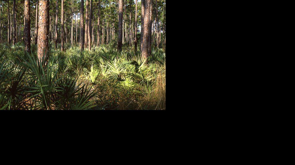 
Pine rockland, like the land pictured here, is among the world’s most imperiled habitats. 
