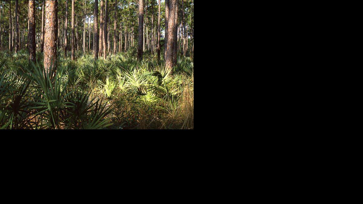 
Pine rockland, like the land pictured here, is among the world’s most imperiled habitats. 
