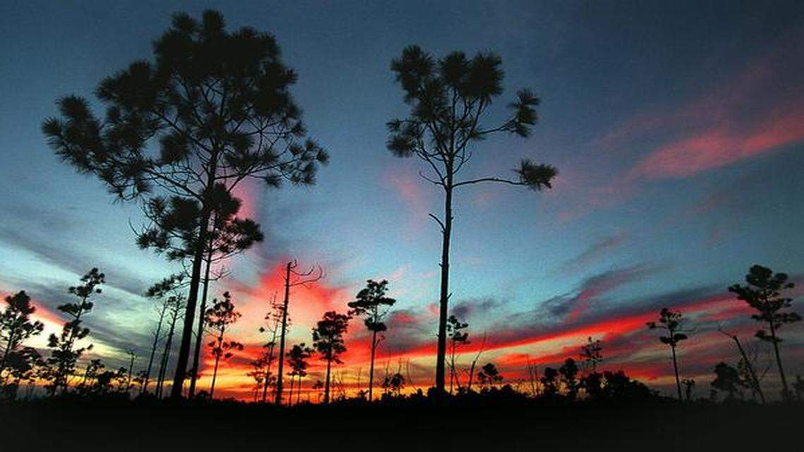 
Sunset in rock pinelands at Everglades National Park.
