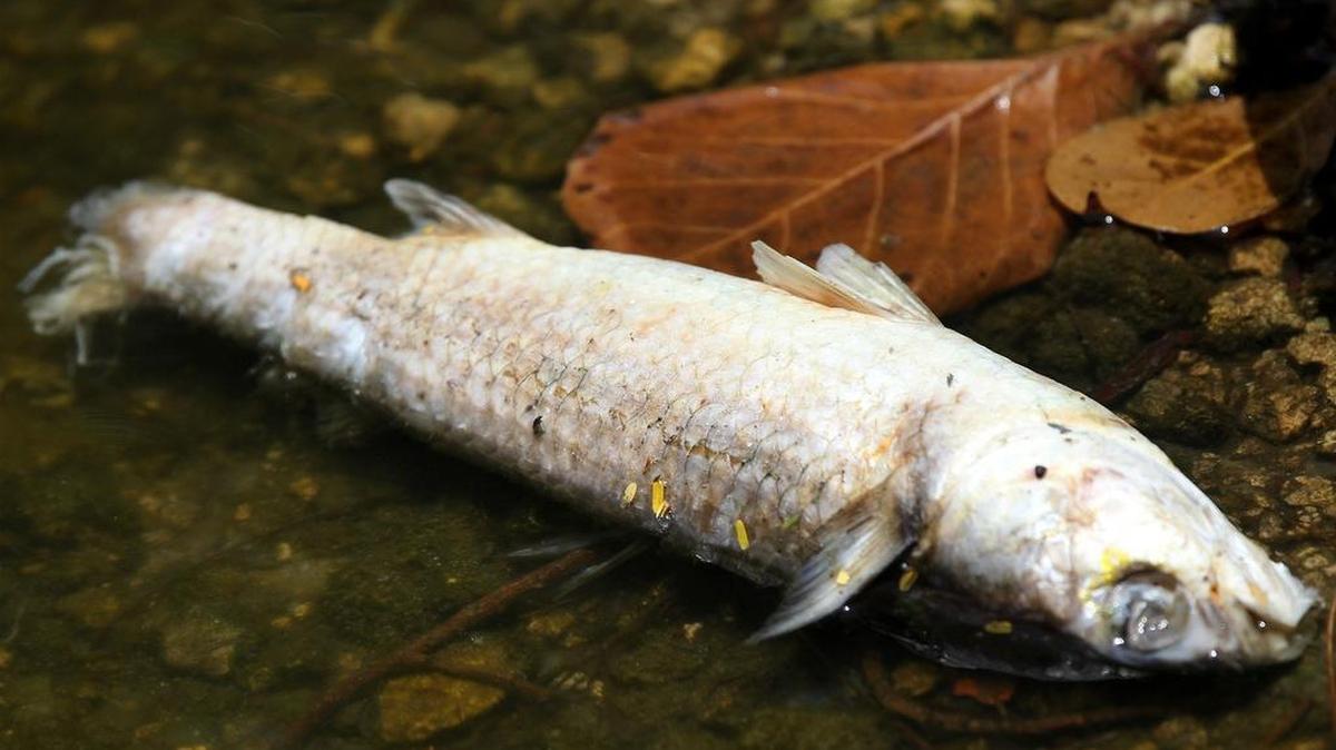 
Hundreds of dead fish are popping up on a Northeast Miami-Dade waterway in the Highland Lakes neighborhood.
