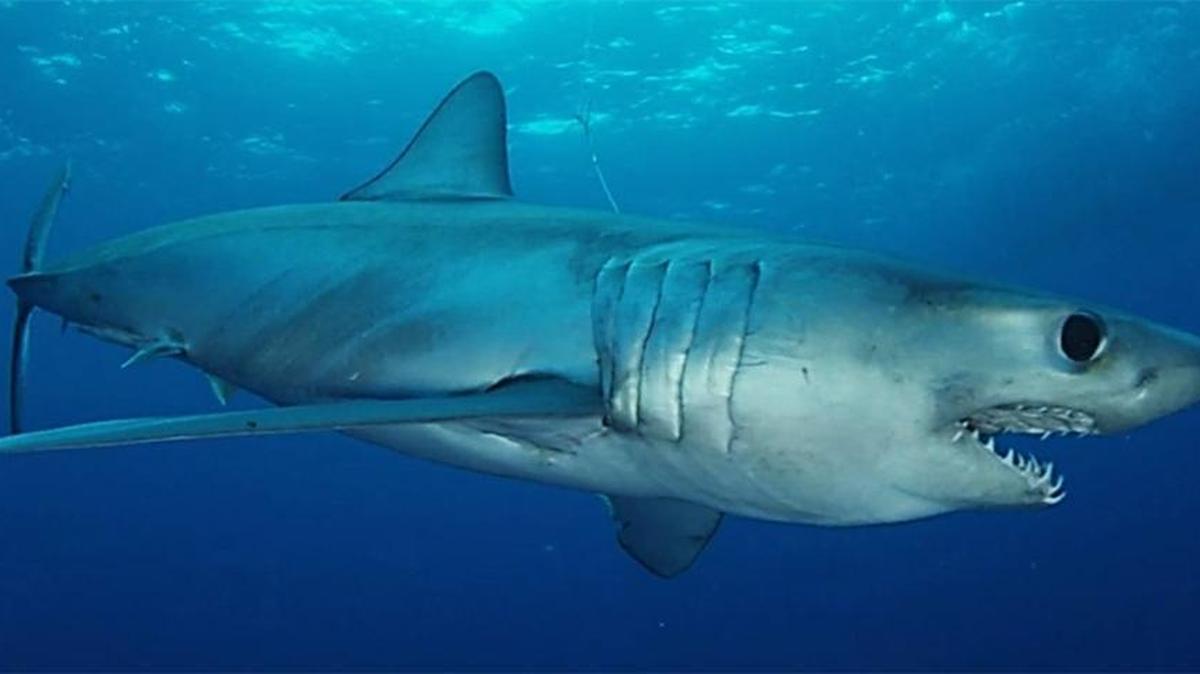 Nova Southeastern University researchers are tracking a 6.5-foot long mako shark like this one that swam from Maryland to South Florida — a 5,000-mile trek — in 142 days.