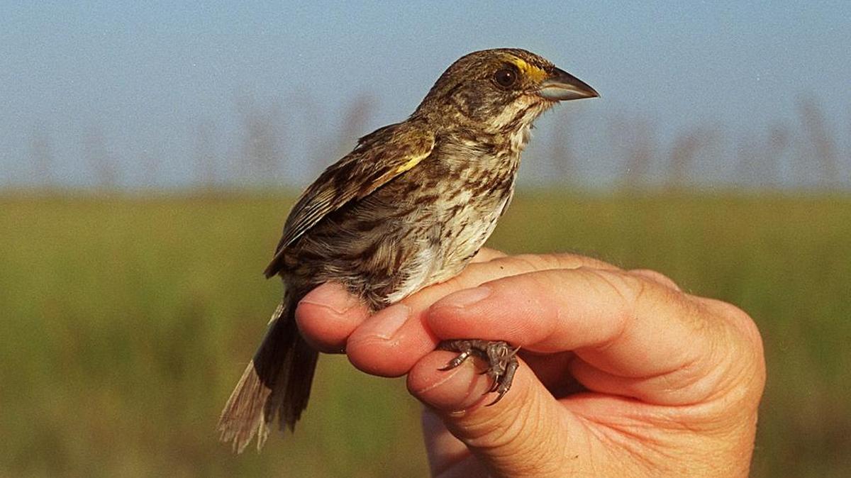 Ornithologist Stuart Pimm holds an endangered Cape Sable seaside sparrow in this 1996 photograph. Only about 3,200 birds remain. Biologists fear heavy rain this winter may cause one of the worst nesting seasons, which begins this month, in decades.