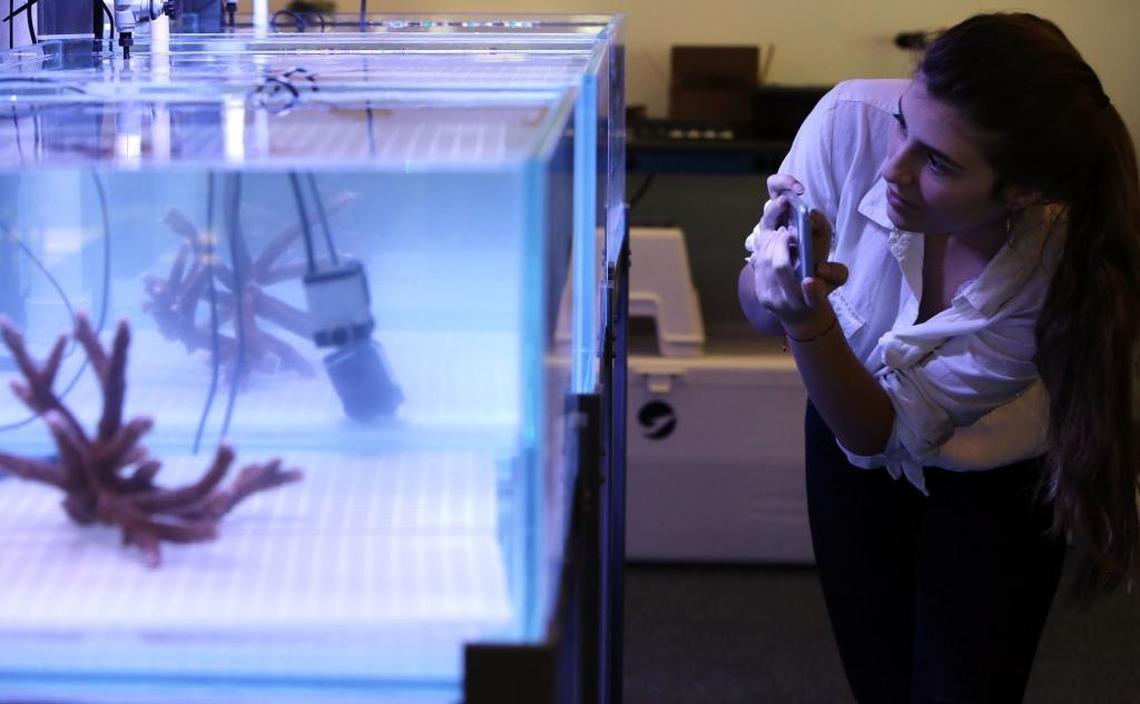 Melissa Fernandez, a freshman at Florida International University’s Biomedical Engineering department, is an intern on the coral restoration team at the Frost Museum of Science in downtown Miami. The team is stress-testing coral in the Inventors Lab to make reefs more climate change resilient.