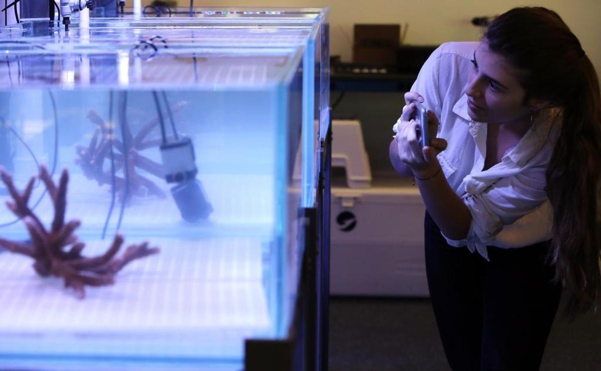 Melissa Fernandez, a freshman at Florida International University’s Biomedical Engineering department, is an intern on the coral restoration team at the Frost Museum of Science in downtown Miami. The team is stress-testing coral in the Inventors Lab to make reefs more climate change resilient.