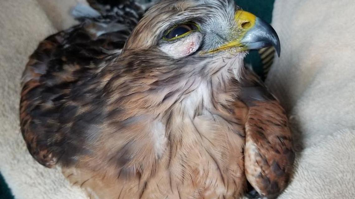 This female red-shoulder hawk was rescued by Gary Klemme near his Miami Lakes home. He believes the bird may have been poisoned after biting into a rat. The bird was transported to Pelican Harbor Seabird Station by an Uber driver summoned by the center.