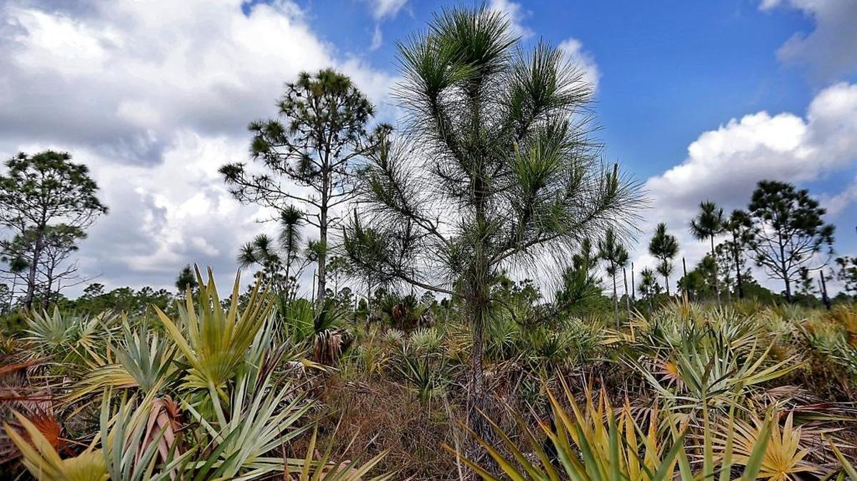 Conservationists had hoped to protect the 138 acres of pineland being targeted for a Walmart shopping center and apartments and restore it as they had nearby Larry and Penny Thompson Park.