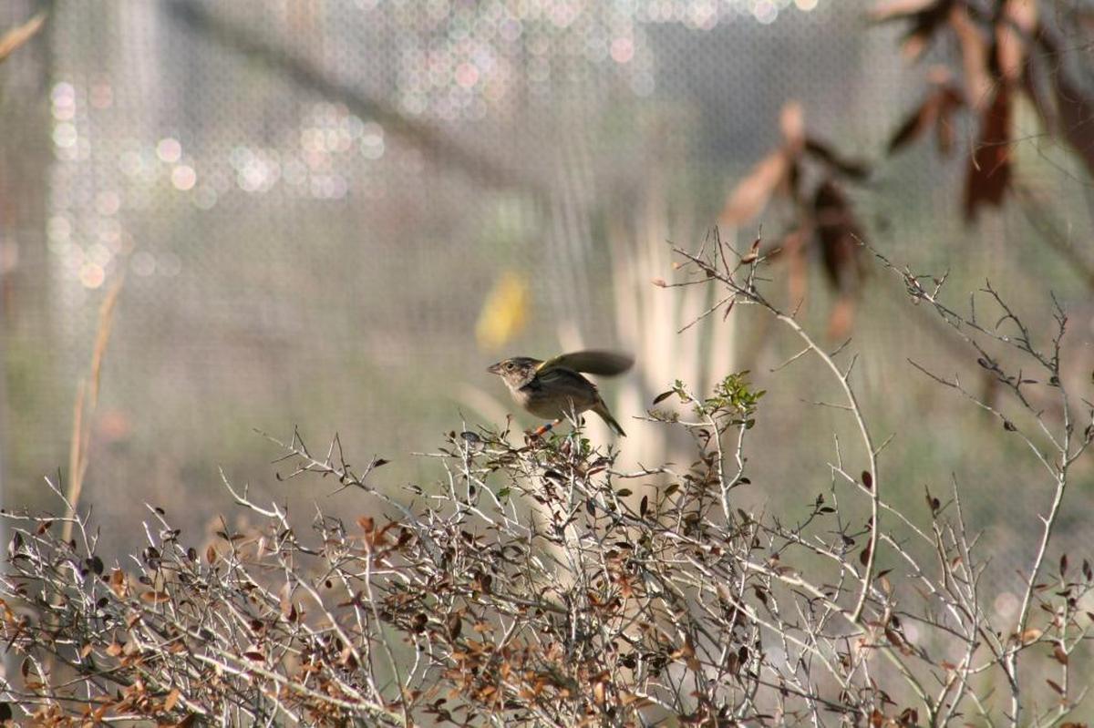 An endangered grasshopper sparrow takes flight at White Oak, a 10,000-acre wildlife conservation preserve north of Jacksonville that runs one of two captive breeding programs in the state.