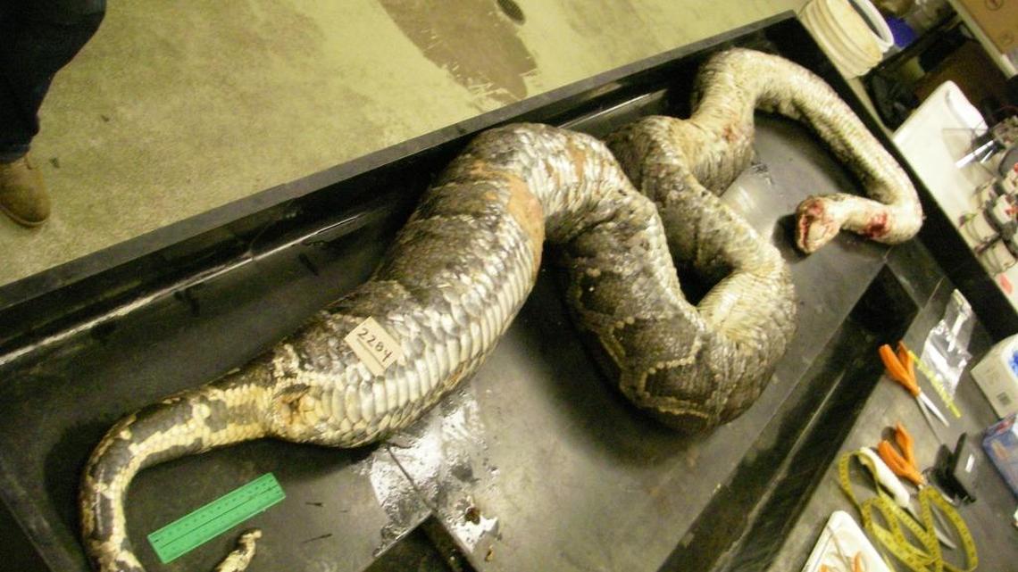 While a big eater, the 15-foot python is not considered remarkably large. Some have been found longer than 18 feet.