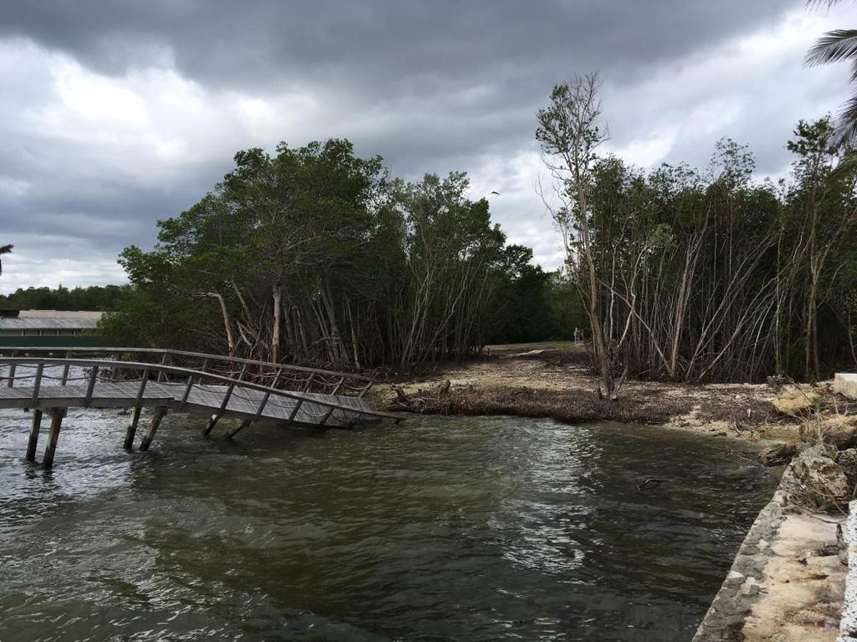Miami-Dade County environmental regulators say architects Bernardo Fort-Brescia and Laurinda Spear illegally cleared a swath of mangroves at the bayfront property they own in Coconut Grove, shown here in November.