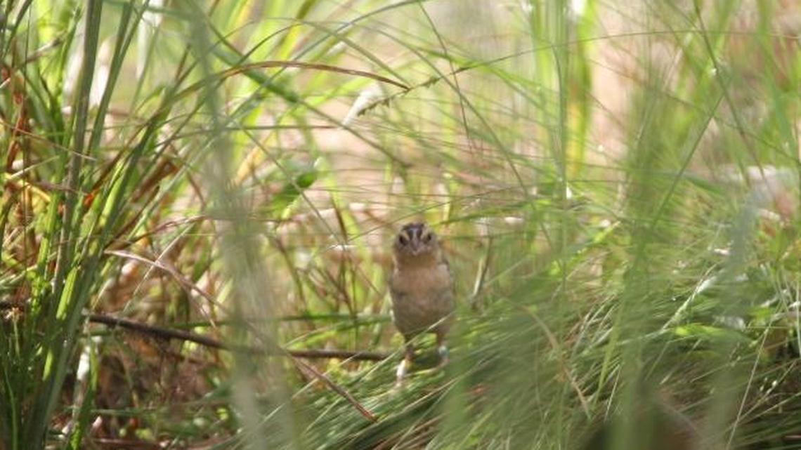 An endangered grasshopper sparrow sits amid grasses at White Oak, a 10,000-acre conservation preserve north of Jacksonville, one of two captive breeding programs started by the U.S. Fish and Wildlife Service after sparrow numbers plummeted to less than 50 breeding pairs.