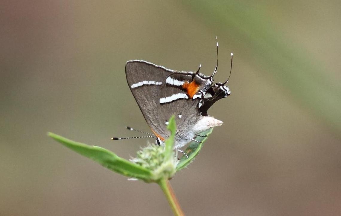 The Bartram’s hairstreak butterfly is one of two butterflies added to the endangered species list after the Walmart project was unveiled. The butterflies can only be found in pine rockland.