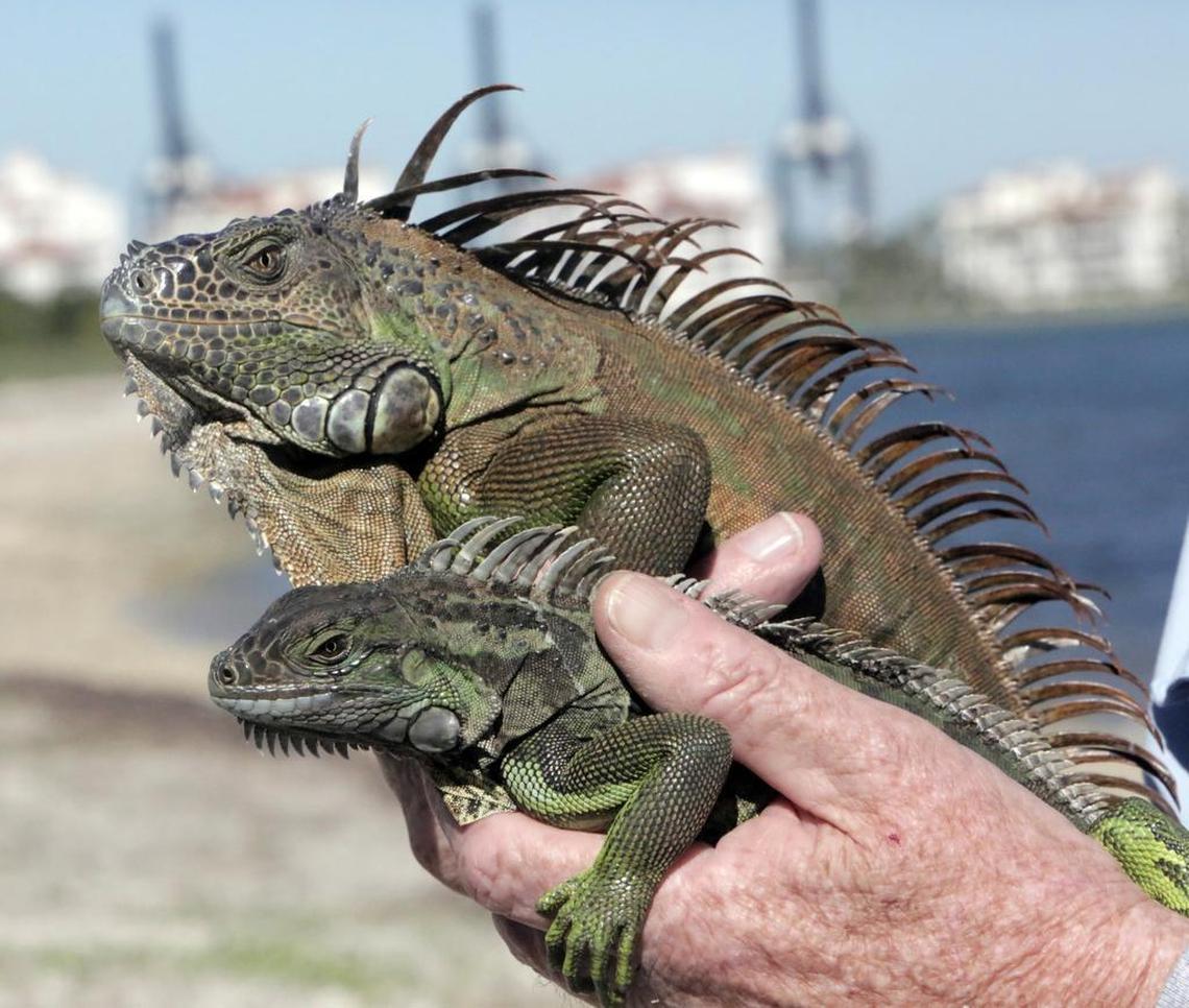 Green iguanas first appeared in Florida in the 1960s and continued to grow in numbers as more pet owners released them or they escaped. The state is now intensifying efforts to manage them by hiring a trapper in the Florida Keys for public land and holding a series of workshops for homeowners.